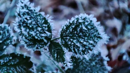 Close-up shot of a winter scene featuring frosty, glistening leaves dusted with snow
