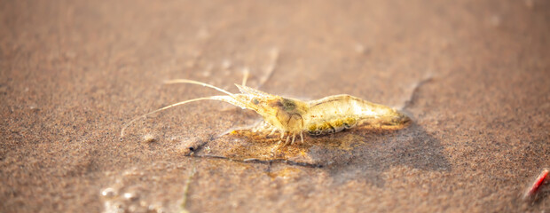Live shrimp on the shore. The shrimp lies on the sand by the sea.
