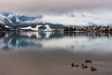 Naklejka premium Winter landscape, Lake, mountains, ducks swimming on the lake