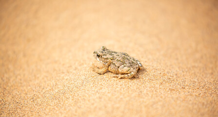 The frog sits on the sand on the shore of the lake. Beautiful wildlife landscape with place for text. The concept of protecting wildlife and ecology.