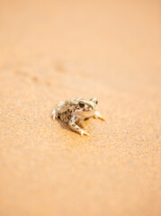 The frog sits on the sand on the shore of the lake. Beautiful wildlife landscape with place for text. The concept of protecting wildlife and ecology.