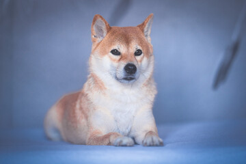 Portrait of a Shiba Inu dog isolated