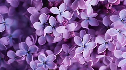 Schilderijen op glas Macro image of spring lilac violet flowers, abstract soft floral background © kashif 2158
