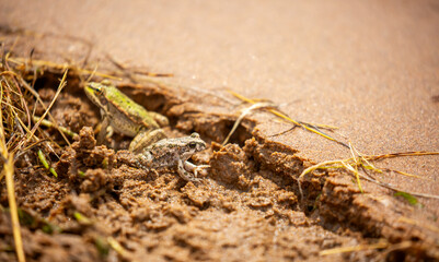 The frog sits on the sand on the shore of the lake. Beautiful wildlife landscape with place for text. The concept of protecting wildlife and ecology.