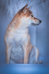 Portrait of a Shiba Inu dog isolated