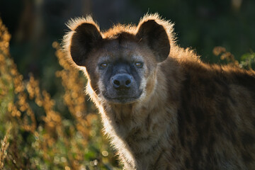 Close up photo of The spotted hyena (Crocuta crocuta) during sunset. Zoo Dvur Kralove, Czech republic.