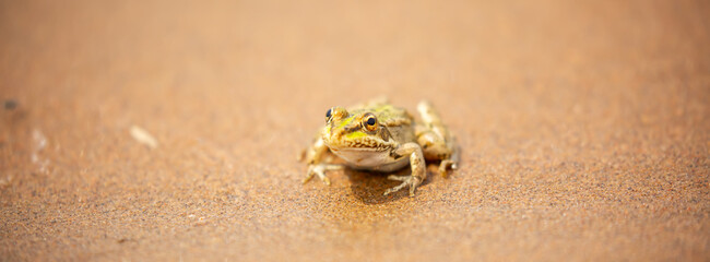 The frog sits on the sand on the shore of the lake. Beautiful wildlife landscape with place for text. The concept of protecting wildlife and ecology.
