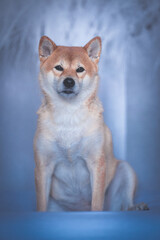 Portrait of a Shiba Inu dog isolated