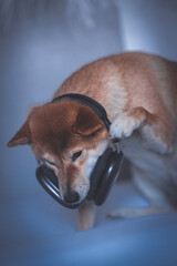 Portrait of a Shiba Inu dog with headphones isolated