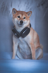 Portrait of a Shiba Inu dog with headphones isolated