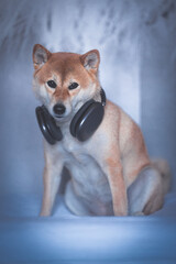 Portrait of a Shiba Inu dog with headphones isolated
