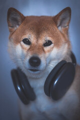 Portrait of a Shiba Inu dog with headphones isolated