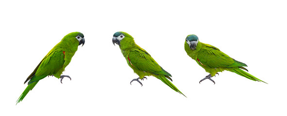 Set of Hahn's macaw or red shouldered green parrot isolated on white background native to South America and Brazil for graphic design use