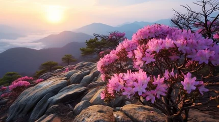Selbstklebende Fototapeten Pink royal azalea blossoms on Hwangmaesan Mountain near Hapcheon-gun, Korea. © kashif 2158
