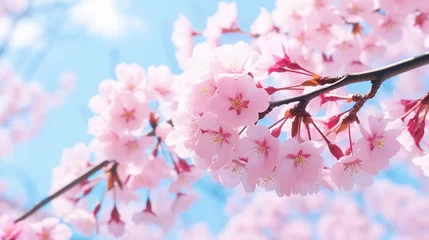 Fotobehang Selective focus of beautiful branches of pink Cherry blossoms on the tree under blue sky, Beautiful Sakura flowers during spring season in the park, Flora pattern texture, Nature floral background. © kashif 2158