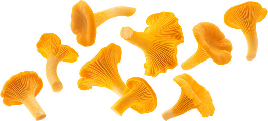 Falling Chanterelle mushrooms isolated
