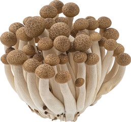 Shimeji mushroom, brown beech mushrooms isolated
