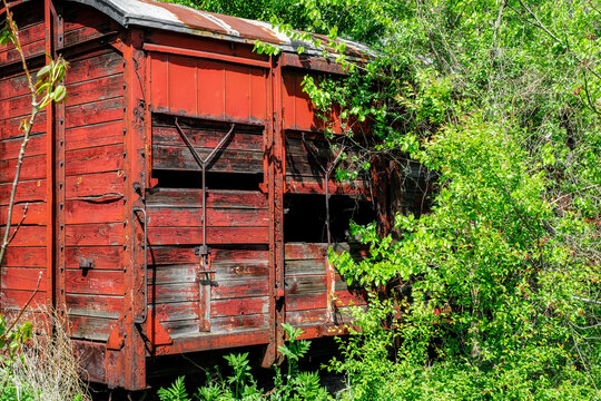 Old red wooden railway wagon captured by green vegetation.