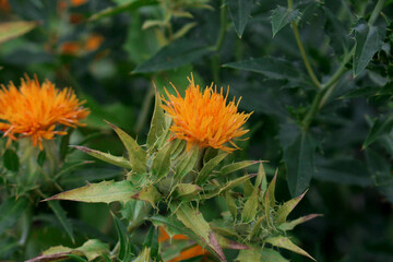 紅花