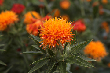 紅花