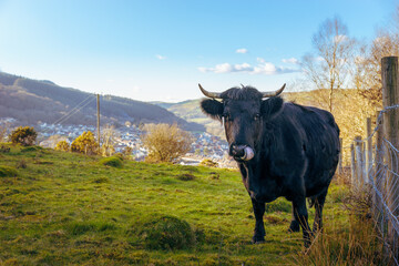 Highland cow sticking its tongue out in a field above Pontypridd in the South Wales Valleys - obrazy, fototapety, plakaty