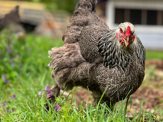 Dark Brahma Chicken tilling the ground