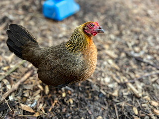 Cute, small, brown, Bantam Chicken looking up cautiously at the sky