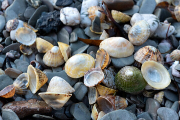 Limpet shells of different colours and sizes on pebble beach