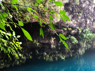 A branch of lush green leaves draping over a vibrant blue pond with a rocky wall in the background