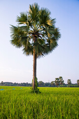 Fototapeta premiumThe palm tree in the green rice field with blue sky in the Countryside of Bangladesh landscape view