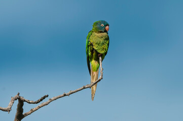 Blue crowned Parakeet,  La Pampa Province, Patagonia, Argentina