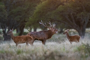 Red deer in La Pampa, Argentina, Parque Luro, Nature Reserve