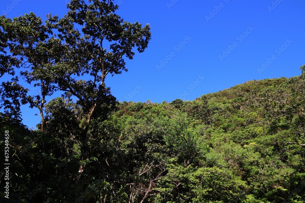 Sticker rainforest in la soufriere, guadeloupe