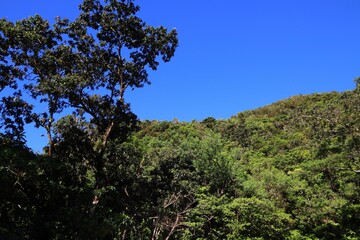 Rainforest in La Soufriere, Guadeloupe