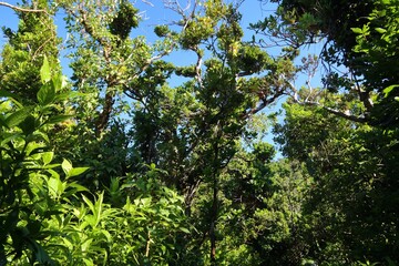 Fototapeta premium La Soufriere rainforest in Guadeloupe