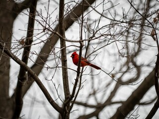 Closeup shot of a Northern Cardinal perched on the leafless tree branch