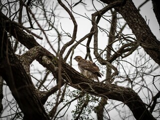 Red-Tailed Hawk perched in a tree, surveying its surroundings with a vigilant eye