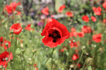 Beautiful bright red poppies