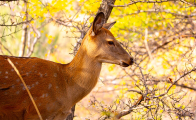 Beautiful sika deer in the autumn forest against the background of colorful foliage of trees. The...