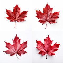 Naklejka na ściany i meble red maple leaves on white background.