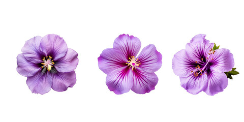 single exotic purple flower white background