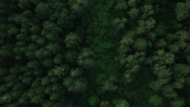 aerial view dense fabulous green forest top view