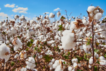 Cotton field