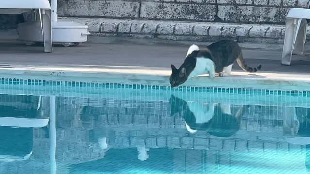Cute little cat drinking water from the swimming pool in summer