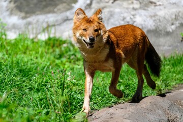 Solitary dhole walking through a lush, green grassy field in its zoo enclosure