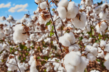 cotton plantation 
