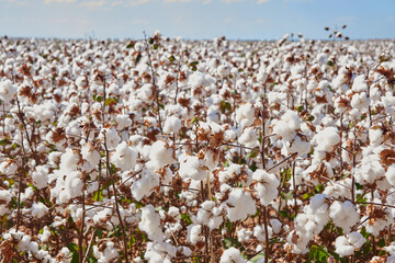 cotton plantation 