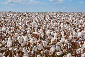 cotton plantation 