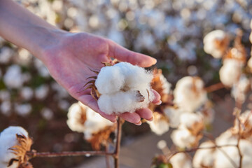 cotton plantation 