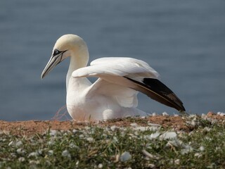Northern gannet perched on the ground by a tranquil body of water
